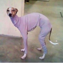 enterrtainment avatar