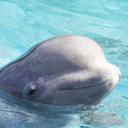 enthusiastoflots avatar