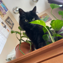 entirelyconfused avatar