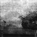 entropydrivenn avatar