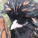 enverwhoretrash avatar