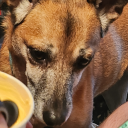 enviouswarlock avatar