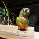 environmentalist avatar