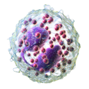 eosinophil1024 avatar