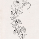 ephemeral-bloom avatar