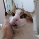 ephemeral-cat avatar