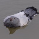 ephemeral-little-waterlily avatar