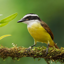 ephemeral-lll avatar