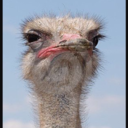 epic-dragon-nonsense avatar