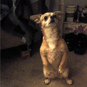 epic-penguin-cupcakes avatar