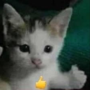 epicchameleon avatar