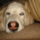 epicelitechinchilla avatar