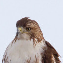 epidotehawk avatar