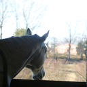 equestrian-connections avatar