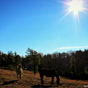 equestrian-fever15 avatar