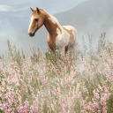 equestriancollective avatar