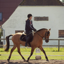 equestriandk avatar