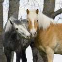 equestrianfreaks avatar