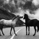 equestrianideas avatar