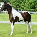 equidae-canidae avatar