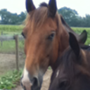 equine-education avatar