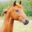 equine-focus avatar