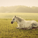 equine-photos-blog avatar