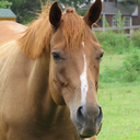 equitation-science avatar