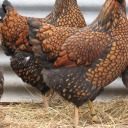 eragonsayzlol avatar