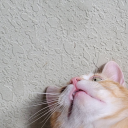 eridan-ampora-polls avatar