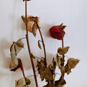 eridannutellalover avatar