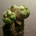 eriks-cactus-blog avatar