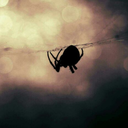 erikshanwich2002 avatar