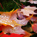 erilynnphotography avatar