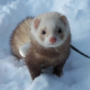 erin-exorcism avatar