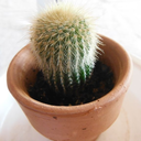 eriocactus avatar