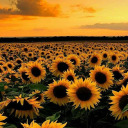 erklaerungslos avatar