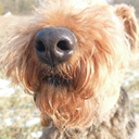 ernie-and-berti avatar