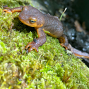 eros-connection avatar