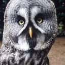 errol-was-the-best-owl avatar