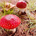 escape-to-a-place avatar