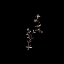 esmeralda--velazquez avatar