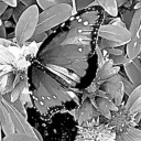 esoteric-nightmare avatar