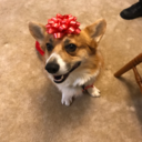 espressostudies avatar