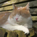 espynarog-blog avatar