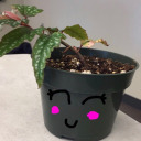 essenceofnorwich avatar