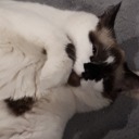 esteban-the-skeleton avatar