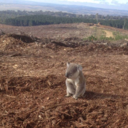 estilojamaic-a avatar