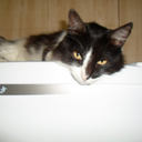 estraga-prazeres avatar