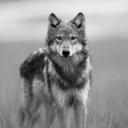 estranhaentranha avatar